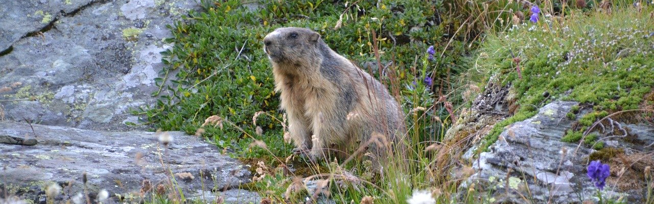 Murmeltier in den Hohen Tauern 